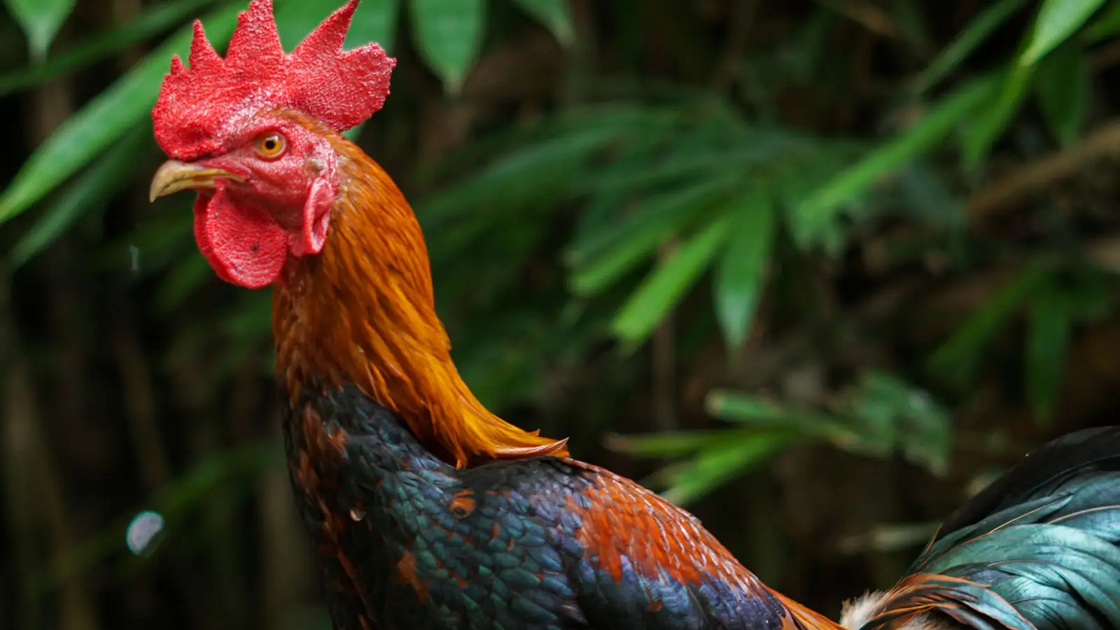 Ternak Ayam Bangkok, Menguntungkan_ Ternak ayam bangkok adalah salah satu bisnis yang