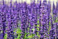 Tidak Hanya Indah, Ternyata Bunga Lavender Memiliki Banyak Manfaat