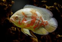 Variasi Ikan Oscar Terbaik dengan Warna Cantik dan Keunikan yang Berbeda