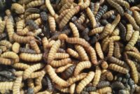 Budidaya Maggot Pemula dari Sampah Organik dan Analisis Peluangnya