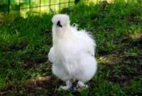 Mengenal Asal Usul, Ciri, Jenis, dan Manfaat Ayam Kapas Silkie